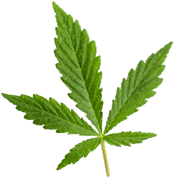 marijuana_leaf