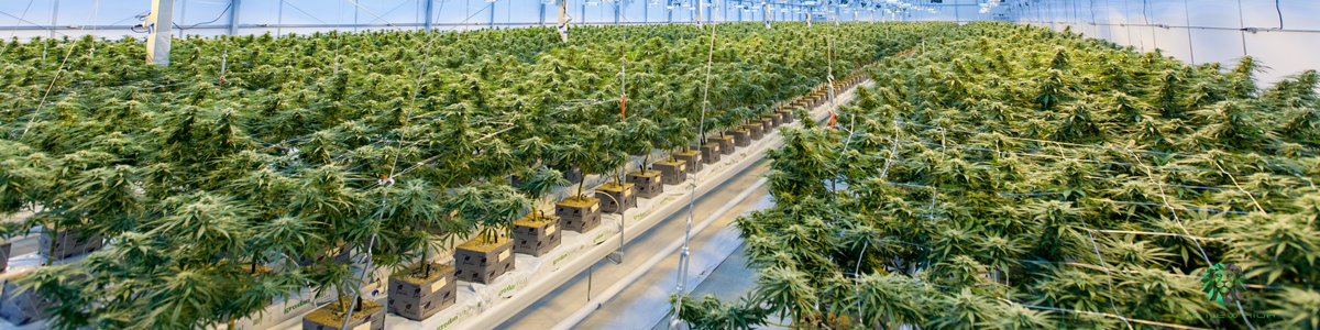 Cultivos de Cannabis - MedicalWeed