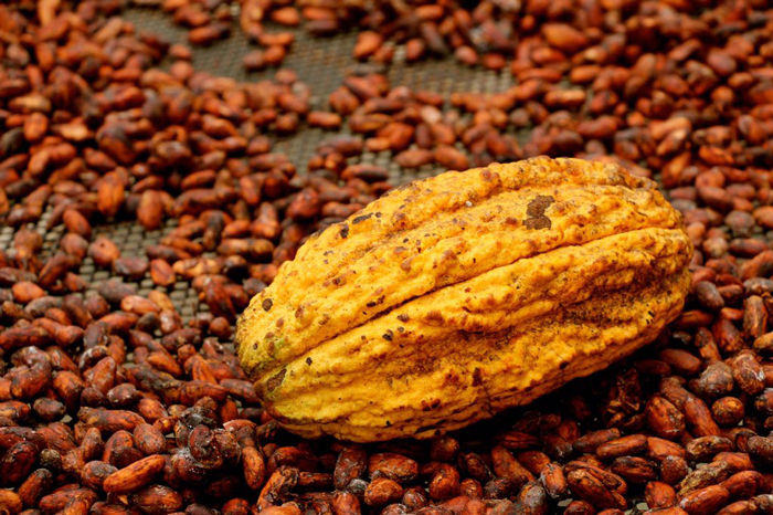 CACAO-FINO-ECUADOR-MEDICALWEED